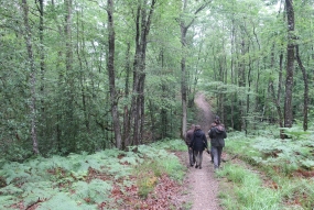 Forêts