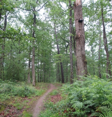 Forêt française