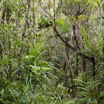 Forêt tropicale
